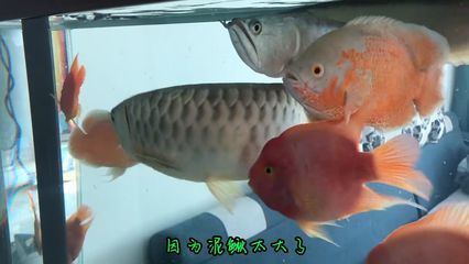 地圖魚打龍魚，地圖魚和龍魚可以混養，但需要注意一些事項