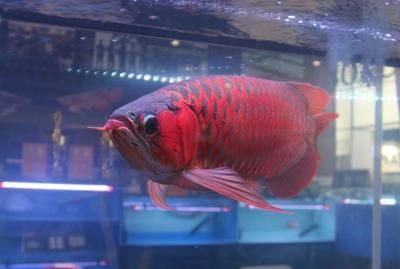 紅眼白化招財龍魚百度百科【紅眼白化招財龍魚百度招財龍魚百度高錳酸化招財龍魚】