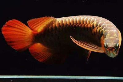 龍魚瘋狂撞缸后翻肚皮怎么回事：龍魚撞缸怎么回事龍魚翻肚子是什么原因龍魚翻肚子是什么原因 龍魚瘋狂撞缸后翻肚皮怎么回事：龍魚撞缸怎么回事龍魚翻肚子是什么原因龍魚翻肚子是什么原因 龍魚百科 第3張