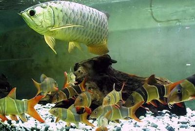 龍魚瘋狂撞缸后翻肚皮怎么回事：龍魚撞缸怎么回事龍魚翻肚子是什么原因龍魚翻肚子是什么原因 龍魚瘋狂撞缸后翻肚皮怎么回事：龍魚撞缸怎么回事龍魚翻肚子是什么原因龍魚翻肚子是什么原因 龍魚百科 第2張