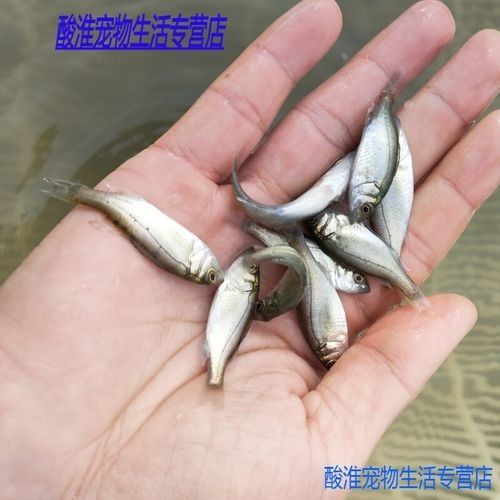 七星開水族店怎么樣？加盟祥龍魚場賣龍魚市場怎樣？