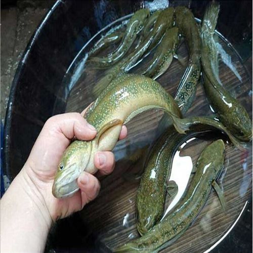 七星開水族店怎么樣？加盟祥龍魚場賣龍魚市場怎樣？