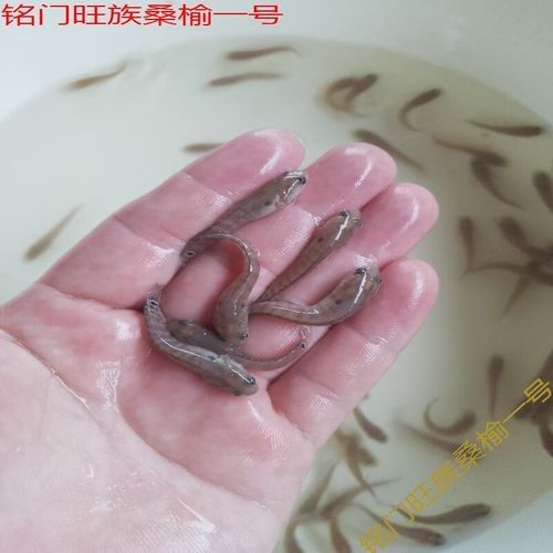 七星開水族店怎么樣？加盟祥龍魚場賣龍魚市場怎樣？