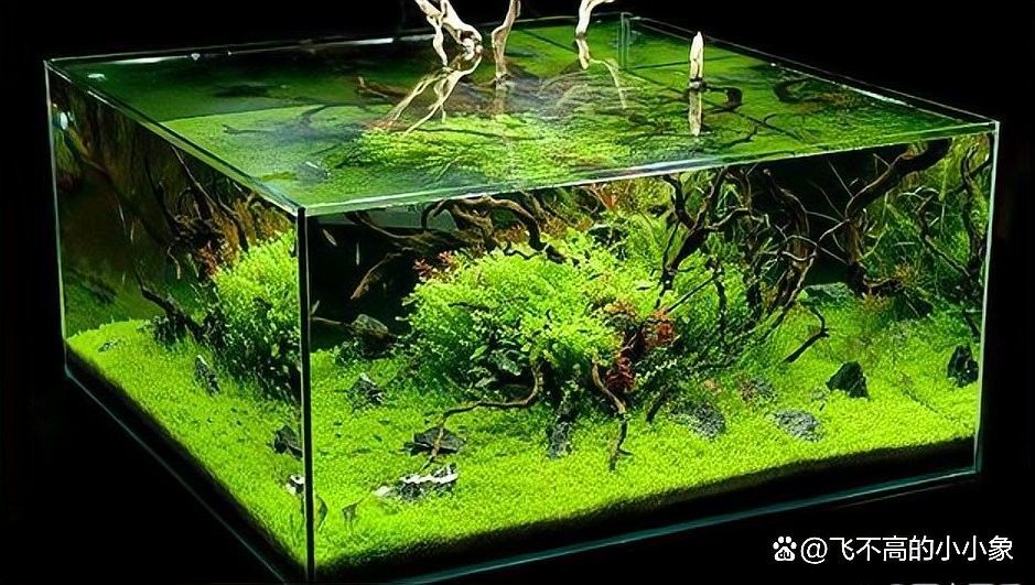 龍魚過濾系統(tǒng)中硝化細菌如何維護？