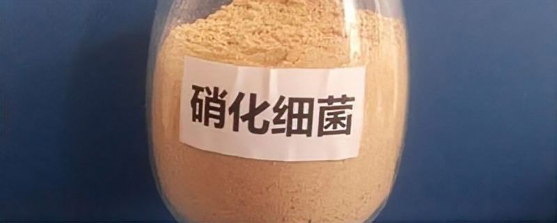 龍魚過濾系統(tǒng)中硝化細菌如何維護？