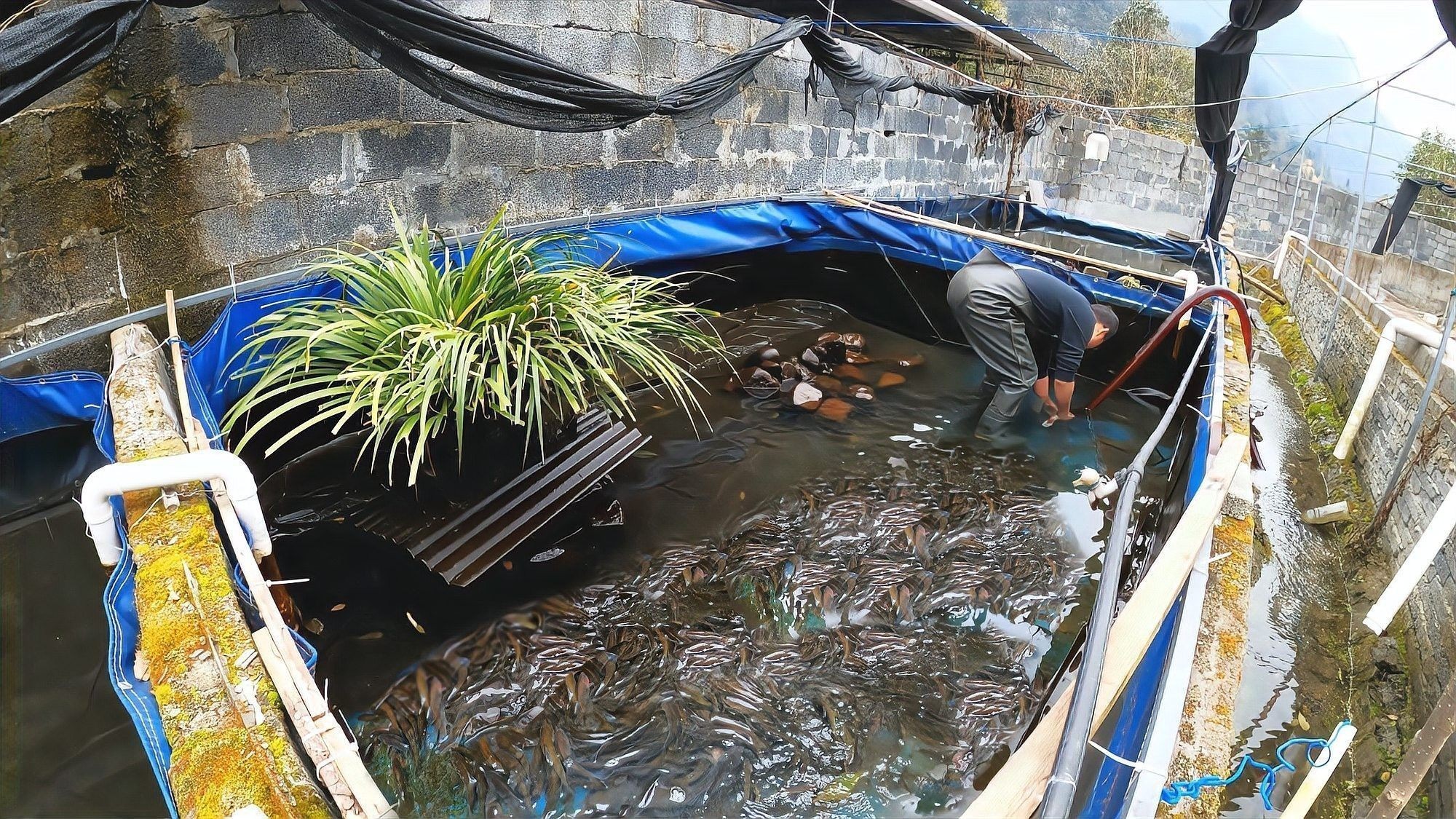 沅陵開水族店怎么樣？加盟祥龍魚場賣龍魚市場怎樣？