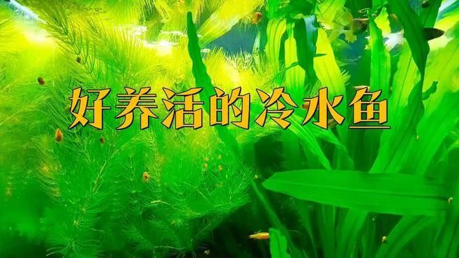 沅陵開水族店怎么樣？加盟祥龍魚場賣龍魚市場怎樣？
