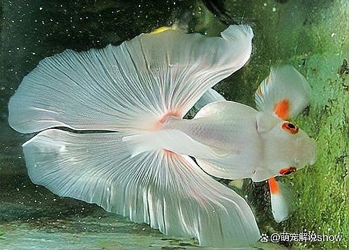 沅陵開水族店怎么樣？加盟祥龍魚場賣龍魚市場怎樣？