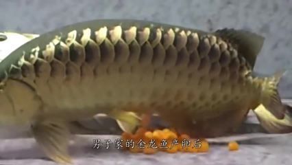 金龍魚怎么產卵視頻：金龍魚產卵視頻完整版