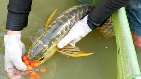 金龍魚怎么產卵視頻：金龍魚產卵視頻完整版