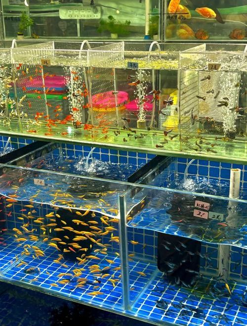 嘉興開水族店怎么樣？加盟祥龍魚場賣龍魚市場怎樣？