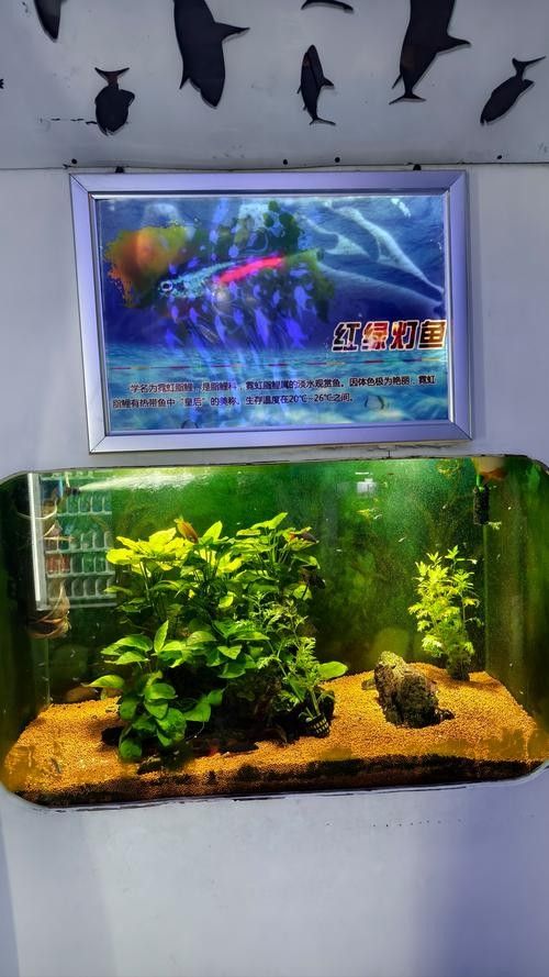 嘉興開水族店怎么樣？加盟祥龍魚場賣龍魚市場怎樣？
