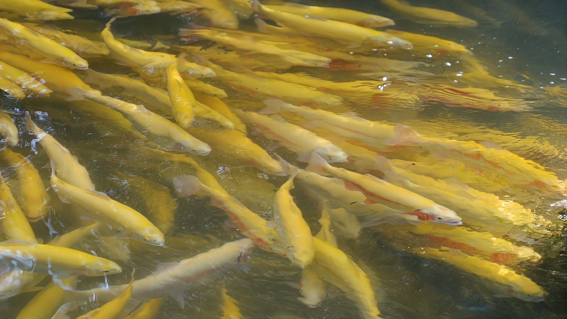 商城開水族店怎么樣？加盟祥龍魚場賣龍魚市場怎樣？