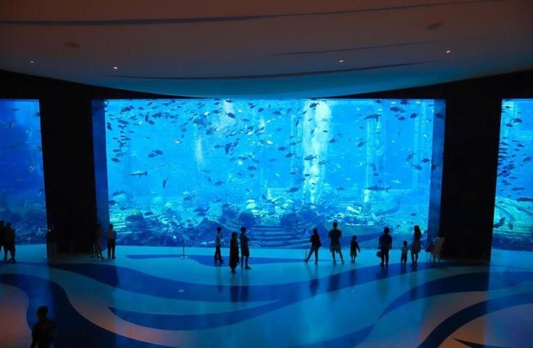 三亞開水族店怎么樣？加盟祥龍魚場賣龍魚市場怎樣？ 三亞開水族店怎么樣？加盟祥龍魚場賣龍魚市場怎樣？ 水族館百科（水族館加盟） 第8張
