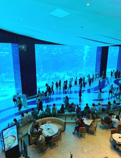 三亞開水族店怎么樣？加盟祥龍魚場賣龍魚市場怎樣？ 三亞開水族店怎么樣？加盟祥龍魚場賣龍魚市場怎樣？ 水族館百科（水族館加盟） 第7張