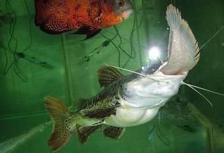 龍魚開燈與不開燈的利弊分析（養龍魚開燈和不開燈各有優缺點）
