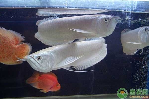 金龍魚銀龍魚吃什么飼料（金龍魚和銀龍魚的飼料選擇應包括高質量的動物性飼料和合成飼料）