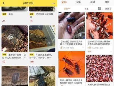 咸魚怎么獲得龍魚（在咸魚上購(gòu)買龍魚是一個(gè)相對(duì)便捷的方式）