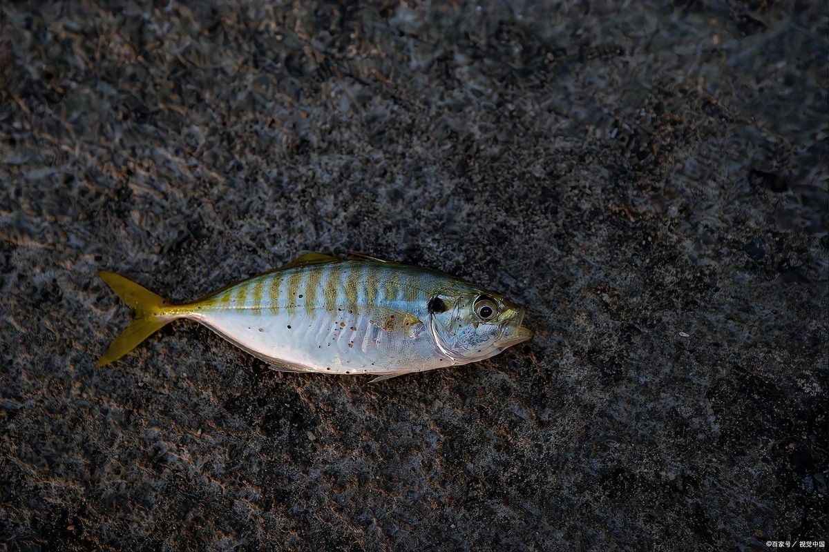 曼龍魚可以和斑馬狗頭混養嗎