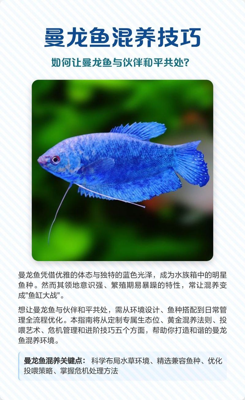 曼龍魚可以和斑馬狗頭混養嗎
