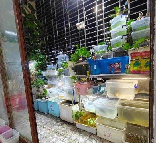 棗莊市中開(kāi)水族店怎么樣？加盟祥龍魚(yú)場(chǎng)賣龍魚(yú)市場(chǎng)怎樣？