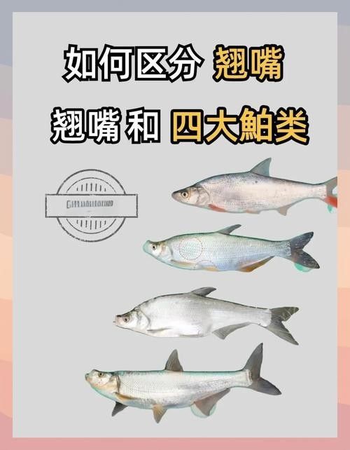 龍魚翹嘴好不好養活呀