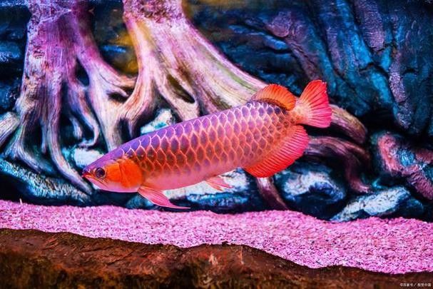 龍魚翹嘴好不好養活呀