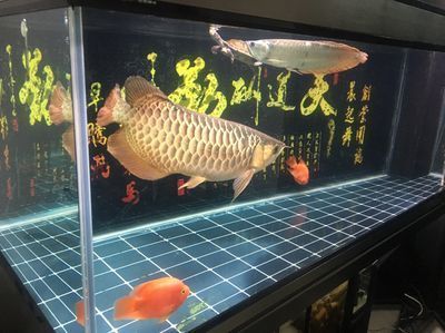 彩蝶魚缸售后服務電話地址是多少號（彩蝶魚缸常見問題解答）