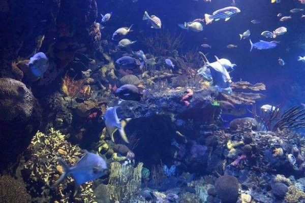 崆峒開水族店怎么樣？加盟祥龍魚場賣龍魚市場怎樣？