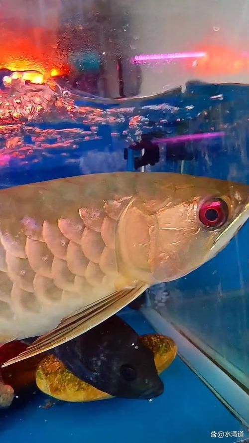 古典金龍魚圖片大全