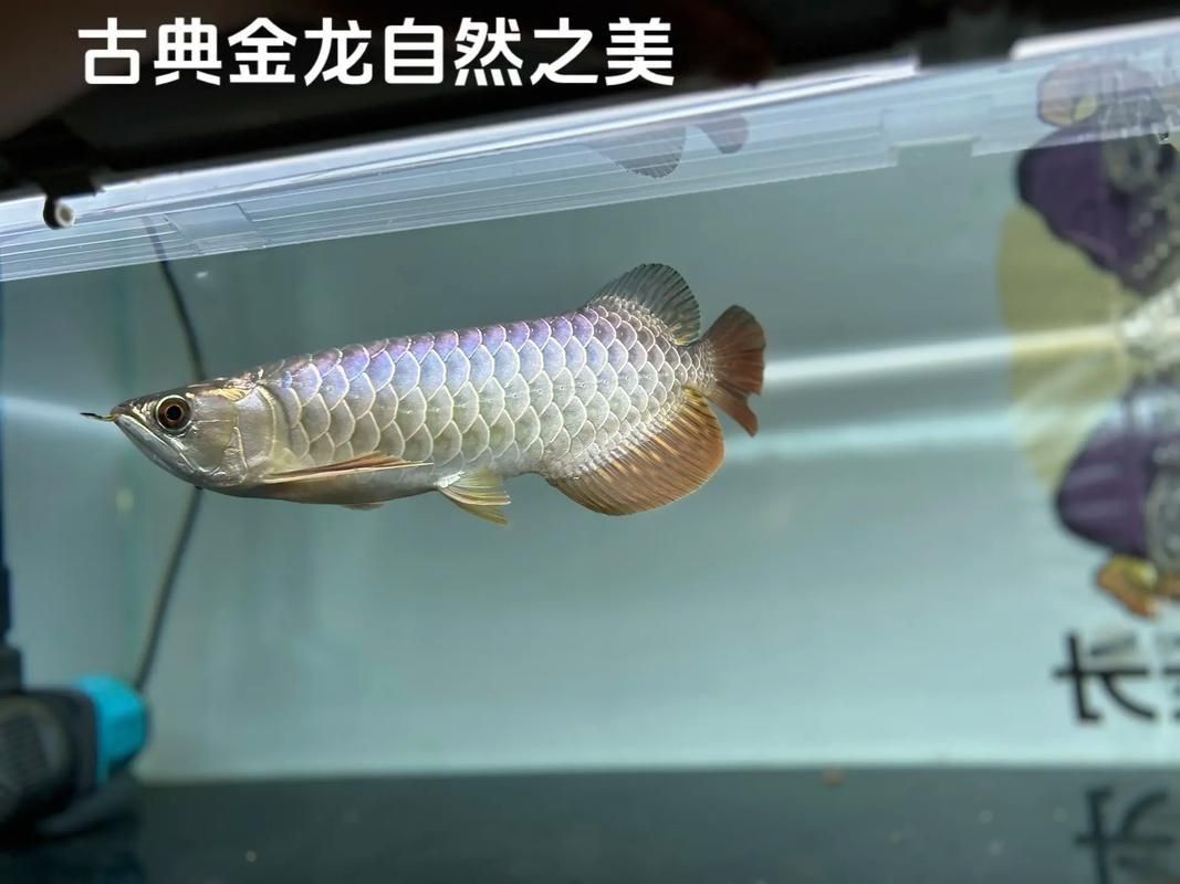 古典金龍魚圖片大全