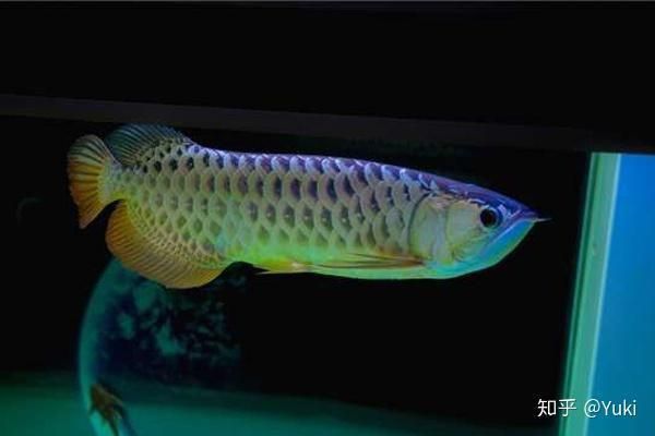 古典金龍魚圖片大全