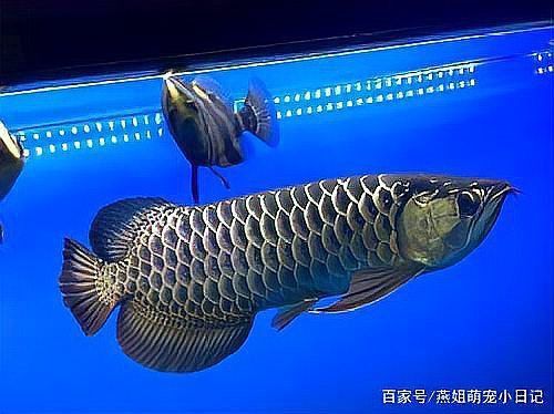 古典金龍魚圖片大全