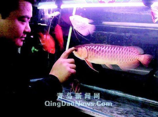藍底過背金龍是食用魚