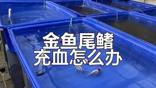 請提供更多關于金魚鰭充血的信息