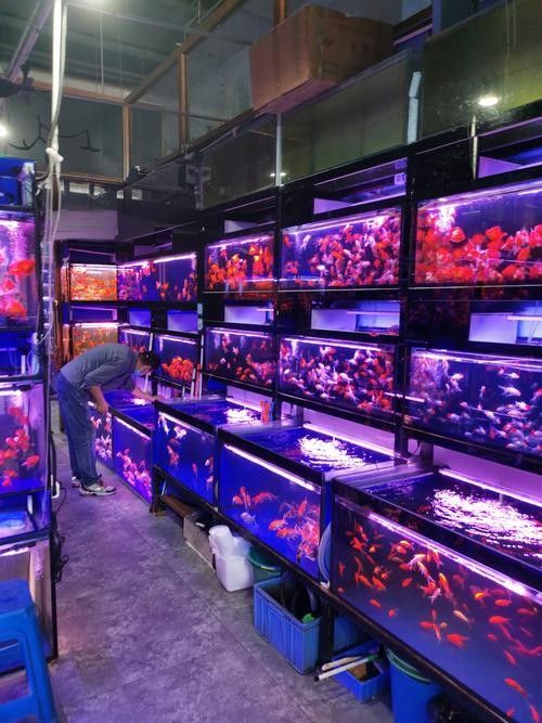 單縣開水族店怎么樣？加盟祥龍魚場賣龍魚市場怎樣？ 單縣開水族店怎么樣？加盟祥龍魚場賣龍魚市場怎樣？ 水族館百科（水族館加盟） 第2張