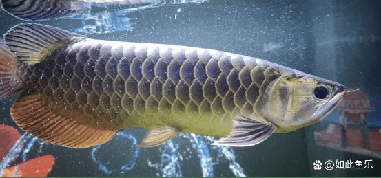 龍魚和哪些魚可以一起養殖，龍魚混養常見問題解決龍魚混養常見問題解決問題解決
