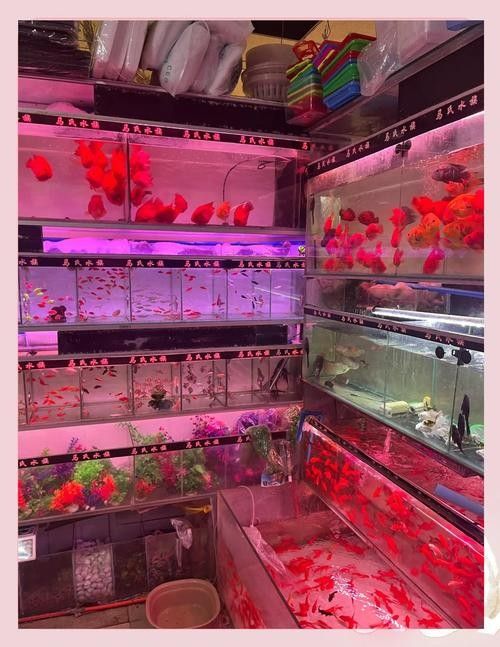 沙坪壩開水族店怎么樣？加盟祥龍魚場賣龍魚市場怎樣？