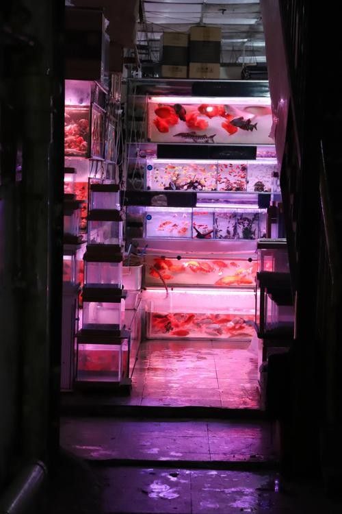 沙坪壩開水族店怎么樣？加盟祥龍魚場賣龍魚市場怎樣？