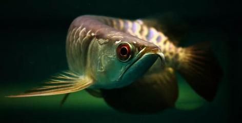 龍魚眼睛模糊是由于多種原因引起的，龍魚眼睛模糊的原因：龍魚眼睛模糊什么原因引起龍魚眼睛模糊的原因是什么