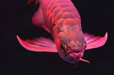 龍魚眼睛模糊是由于多種原因引起的，龍魚眼睛模糊的原因：龍魚眼睛模糊什么原因引起龍魚眼睛模糊的原因是什么
