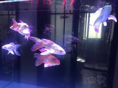 蝴蝶鯉和龍魚哪個漂亮：蝴蝶鯉和龍魚哪個漂亮，