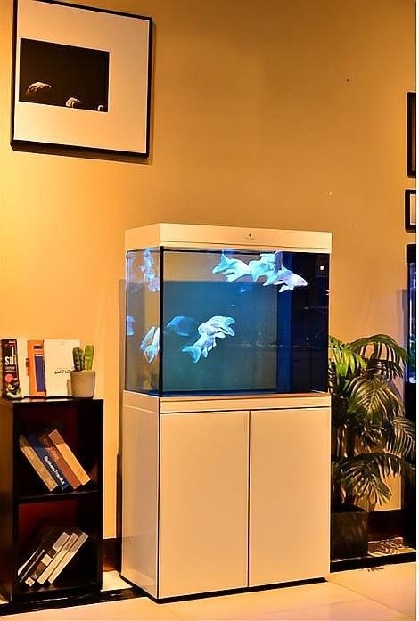 成都開水族店怎么樣？加盟祥龍魚場賣龍魚市場怎樣？