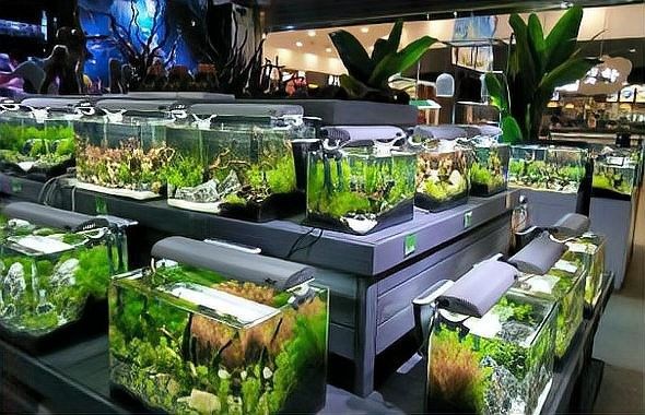 成都開水族店怎么樣？加盟祥龍魚場賣龍魚市場怎樣？