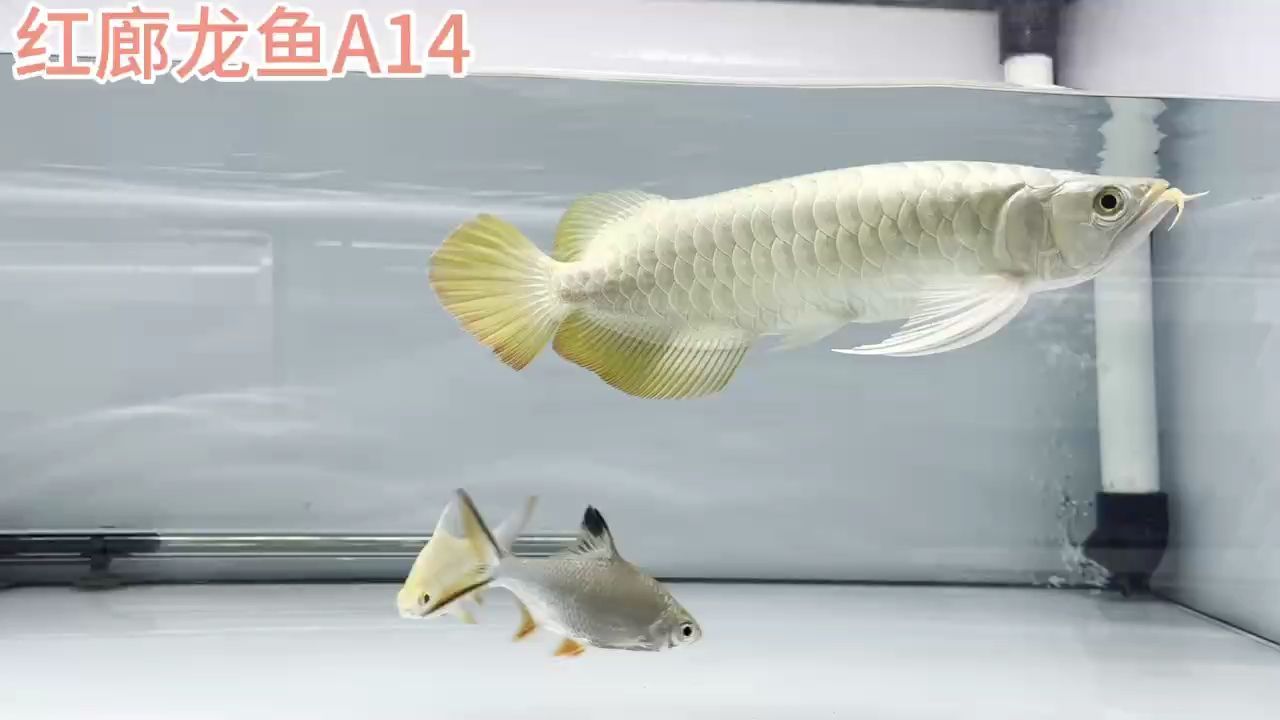 養金龍魚怎么養水：養金龍魚怎么養水，養金龍魚的注意事項和注意事項