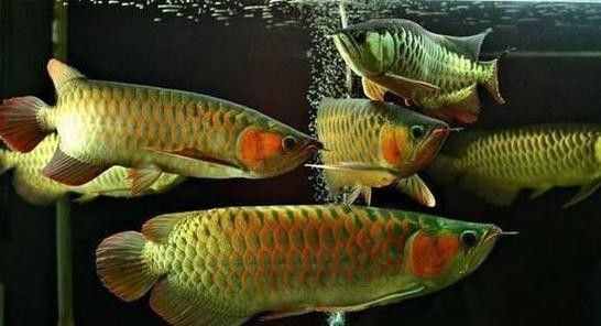 銀龍魚鱗片上有斑點正常嗎圖片