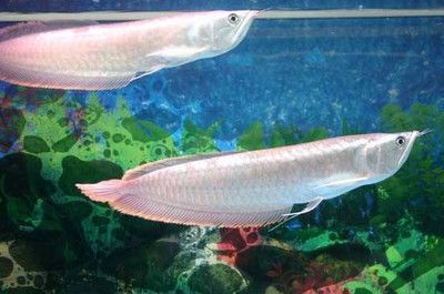 銀龍魚幼魚日常養(yǎng)護技巧:銀龍魚幼魚日常養(yǎng)護技巧:銀龍魚幼魚飼料選擇指南 龍魚百科 第4張 銀龍魚幼魚日常養(yǎng)護技巧:銀龍魚幼魚日常養(yǎng)護技巧:銀龍魚幼魚飼料選擇指南 銀龍魚幼魚日常養(yǎng)護技巧:銀龍魚幼魚日常養(yǎng)護技巧:銀龍魚幼魚飼料選擇指南 龍魚百科 第4張