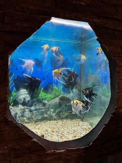 倉山開水族店怎么樣？加盟祥龍魚場賣龍魚市場怎樣？ 倉山開水族店怎么樣？加盟祥龍魚場賣龍魚市場怎樣？ 水族館百科（水族館加盟） 第3張