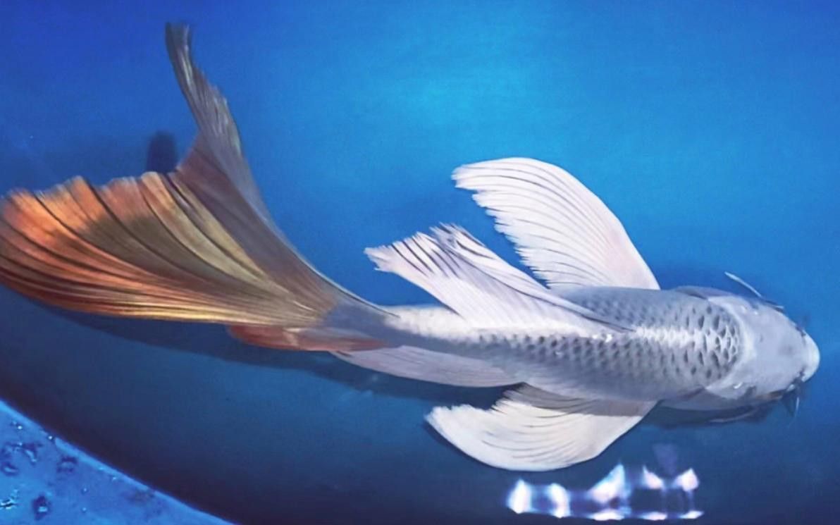 如何區(qū)分龍鳳魚的品種？