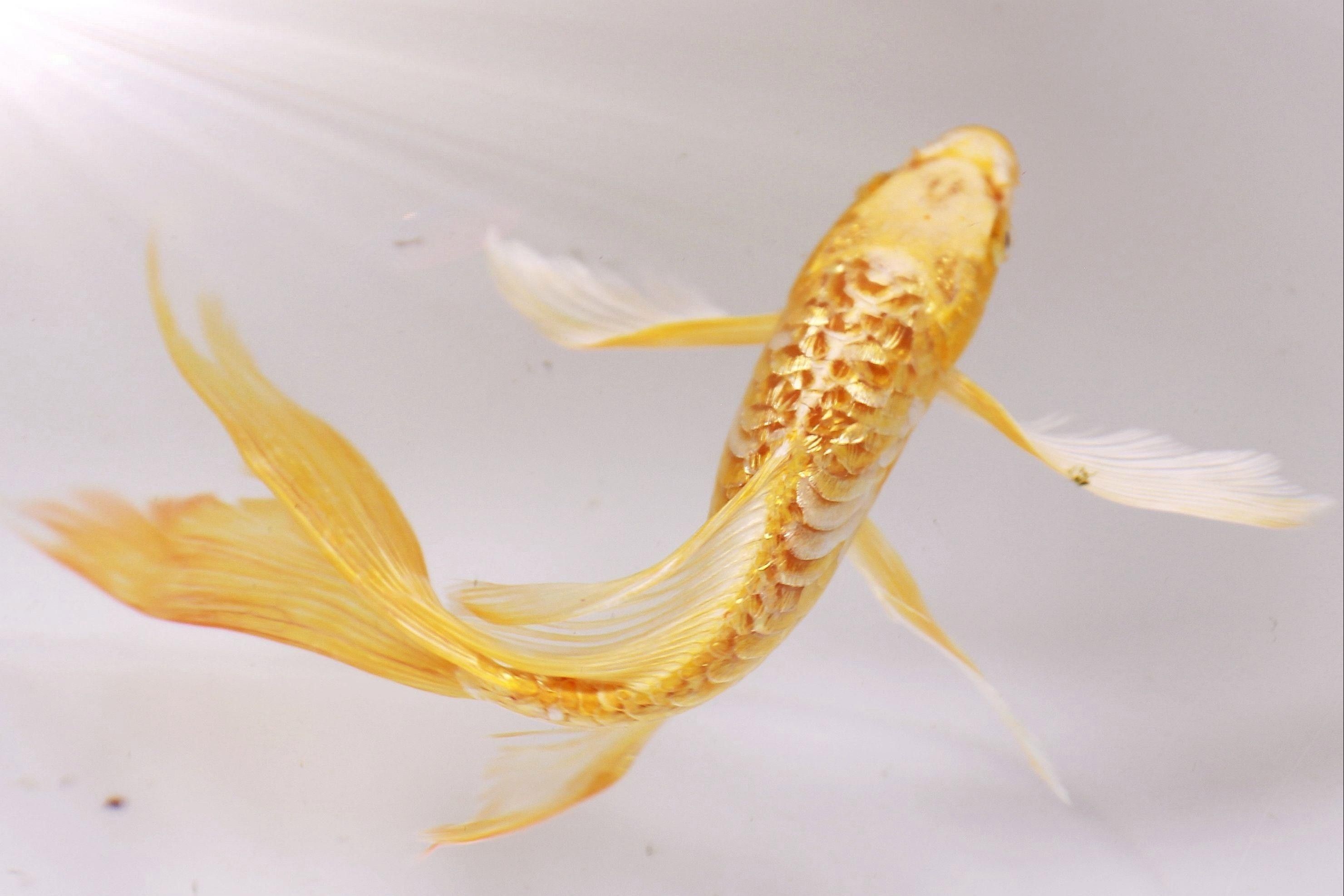 如何區分龍鳳魚的品種？